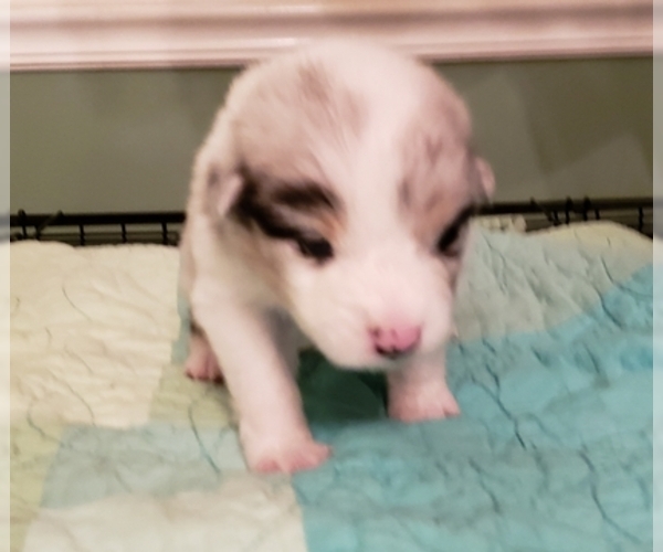 Medium Photo #5 Australian Shepherd Puppy For Sale in HERNANDO, MS, USA
