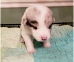 Small Photo #5 Australian Shepherd Puppy For Sale in HERNANDO, MS, USA