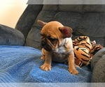 Small Photo #8 French Bulldog Puppy For Sale in MIDDLEBURG, FL, USA