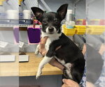 Small Chihuahua