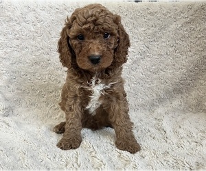Cavapoo-Poodle (Miniature) Mix Puppy for sale in MURRIETA, CA, USA
