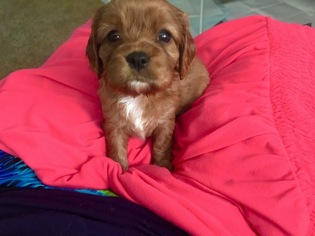 Cavalier King Charles Spaniel Puppy for sale in PALM SPRINGS, CA, USA