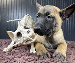 Puppy Nova Belgian Malinois