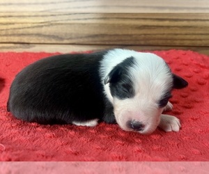 Australian Shepherd Puppy for sale in LODA, IL, USA