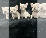 Small Photo #3 French Bulldog Puppy For Sale in ADELAIDE, WA, USA