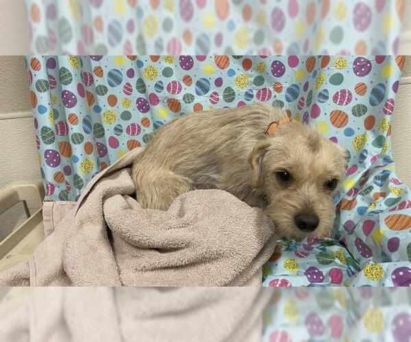 Medium Photo #1 Chihuahua-Unknown Mix Puppy For Sale in Modesto, CA, USA