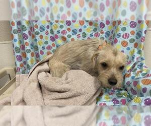 Chihuahua-Unknown Mix Dogs for adoption in Modesto, CA, USA