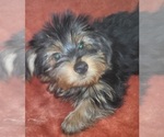 Puppy Quartz Yorkshire Terrier