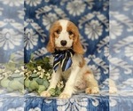 Small Photo #4 Cavapoo Puppy For Sale in STEVENS, PA, USA