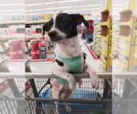 Small #1 Chihuahua Mix