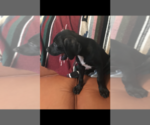 Small Photo #7 Great Dane Puppy For Sale in SIERRA VISTA, AZ, USA