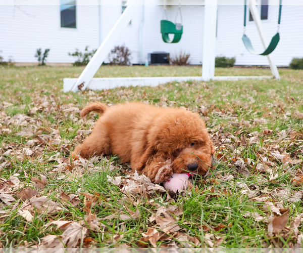Medium Photo #21 Goldendoodle Puppy For Sale in SYRACUSE, IN, USA