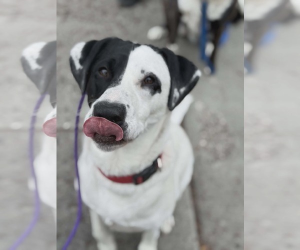 Medium Photo #2 Labrador Retriever-Unknown Mix Puppy For Sale in Sandy, UT, USA