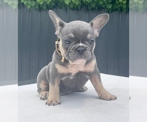 French Bulldog Puppy for sale in MIAMI, FL, USA