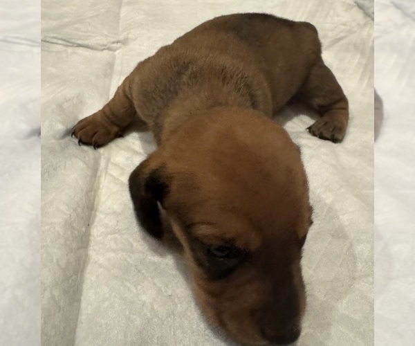 Medium Photo #6 Dachshund Puppy For Sale in MORRISVILLE, NC, USA