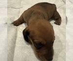 Small #5 Dachshund