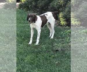 Father of the German Shorthaired Pointer puppies born on 06/04/2019