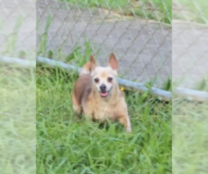Chihuahua-Unknown Mix Dogs for adoption in Virginia Beach, VA, USA