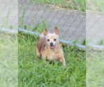 Small Chihuahua Mix