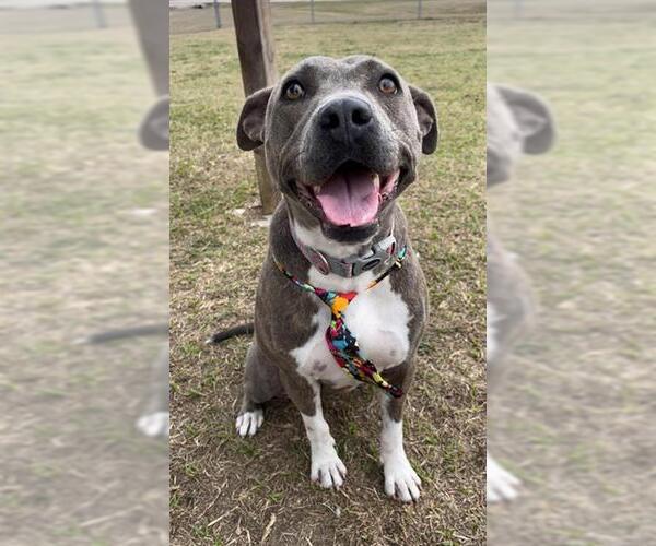 Medium Photo #2 Plott Hound-Unknown Mix Puppy For Sale in Rosenberg, TX, USA