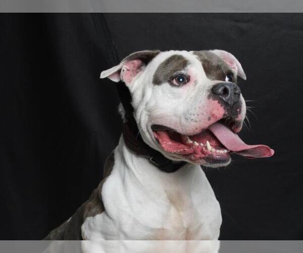 Medium Photo #2 American Pit Bull Terrier Puppy For Sale in Burbank, CA, USA
