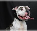 Small #1 American Pit Bull Terrier