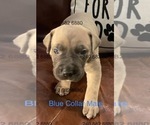 Puppy Blue Collar M Cane Corso