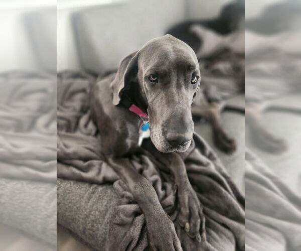 Medium Photo #2 Great Dane Puppy For Sale in Bullard, TX, USA