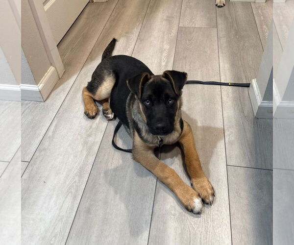 Medium Photo #4 Mutt Puppy For Sale in Bellevue, WA, USA