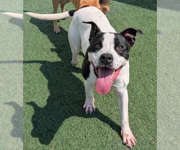 Medium Photo #5 American Pit Bull Terrier-Labrador Retriever Mix Puppy For Sale in Rockwall, TX, USA