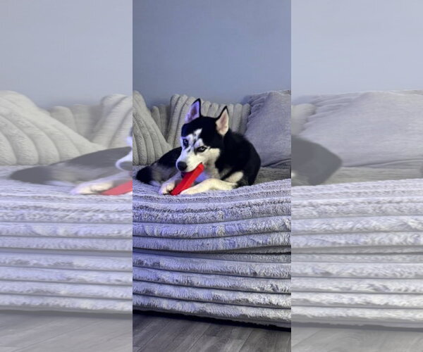 Medium Photo #2 Siberian Husky Puppy For Sale in Sanford, FL, USA