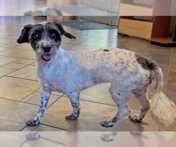 Medium Photo #3 Mutt Puppy For Sale in Arlington, VA, USA