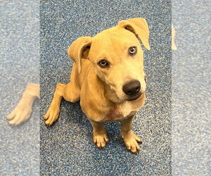 26-316 Raz - Male Labrador Retriever Dog for Adoption - Photo #3