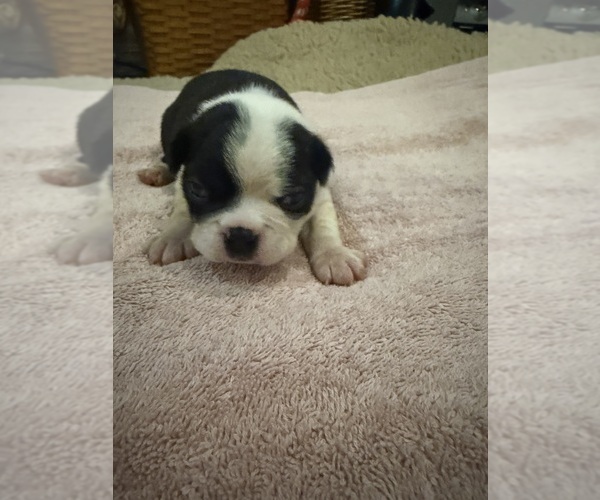 Medium Photo #15 Boston Terrier Puppy For Sale in FREDONIA, KS, USA