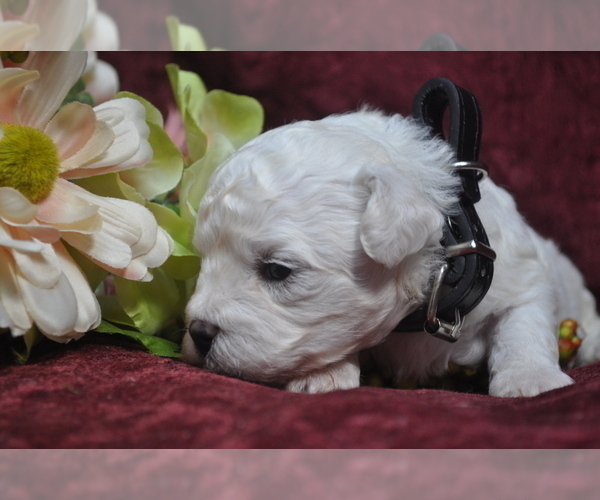 Medium Photo #5 Bichon Frise Puppy For Sale in BREMEN, GA, USA
