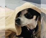 Small #8 Chihuahua Mix