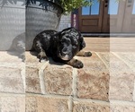Small Photo #32 Aussiedoodle Miniature  Puppy For Sale in ROCK HILL, SC, USA