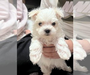 Maltese Puppy for Sale in BLOOMINGTON, Indiana USA