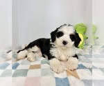 Small #2 Miniature Bernedoodle