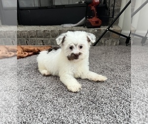 Mal-Shi Puppy for sale in PARAGON, IN, USA