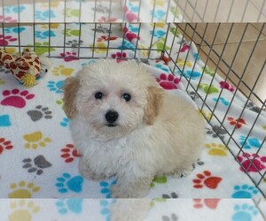 Bichpoo Puppy for sale in ORO VALLEY, AZ, USA
