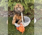 Small #1 Mini Whoodle (Wheaten Terrier/Miniature Poodle)