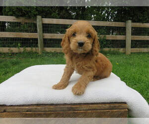 Cock-A-Poo Puppy for sale in SEBASTIAN, FL, USA