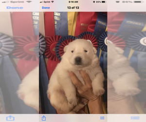 German Shepherd Dog Puppy for sale in S BRUNSWICK, NC, USA