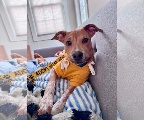 Medium Photo #6 Mutt Puppy For Sale in pomfret, CT, USA