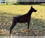 Small Photo #8 Doberman Pinscher Puppy For Sale in NEWTON, NC, USA