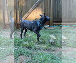 Small #10 Labrador Retriever Mix