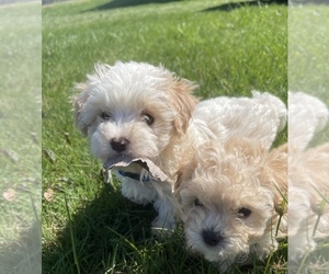 Maltipoo Puppy for sale in ELKTON, KY, USA