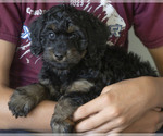 Puppy Dusty Goldendoodle (Miniature)