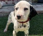 Small #2 Dalmatian